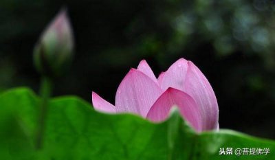 ​菩提佛学:佛前供花有何说法与讲究 佛前供花的功德大到你无法想象