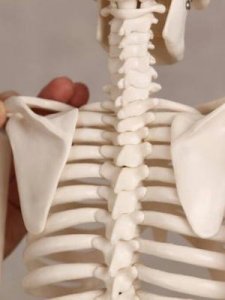 什么是圆肩(什么是圆肩驼背 怎样改善圆肩驼背)