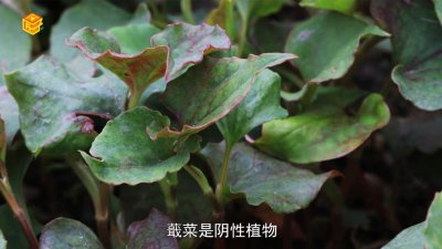 折耳根和鱼腥草的区别有哪些