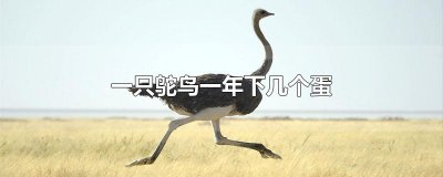 一只鸵鸟一年下几个蛋