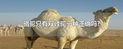 骆驼只有双峰驼一种正确吗?