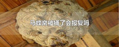 捅了马蜂窝会有什么报应 马蜂窝被捅了还会来吗