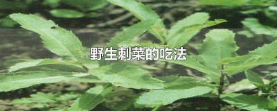 野菜刺菜怎么做好吃窍门 野菜刺菜的做法