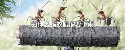 ​为什么蚂蚁搬家要下雨