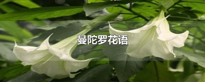 ​曼陀罗花语