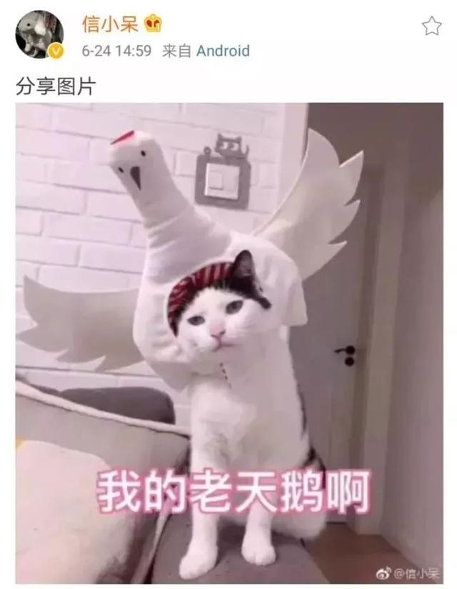 支付宝的锦鲤活动是什么(除了羡慕嫉妒恨)(16)