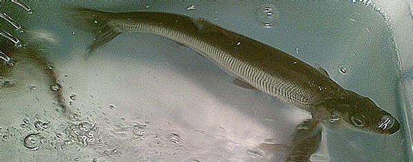 吃白条鱼有哪些功效作用,餐条鱼的营养价值图3