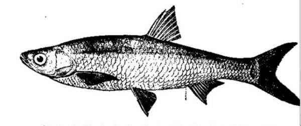 吃白条鱼有哪些功效作用,餐条鱼的营养价值图4