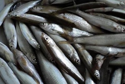 ​吃白条鱼有哪些功效作用,餐条鱼的营养价值