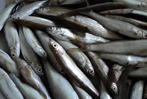 吃白条鱼有哪些功效作用,餐条鱼的营养价值