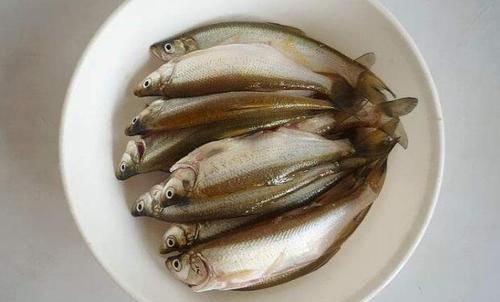 钓鱼白条是什么鱼