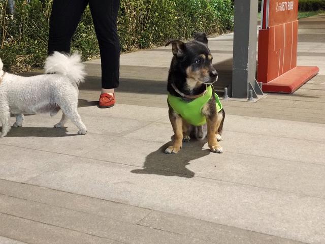 vivos6最新款5g手机评测(vivos6详细参数)