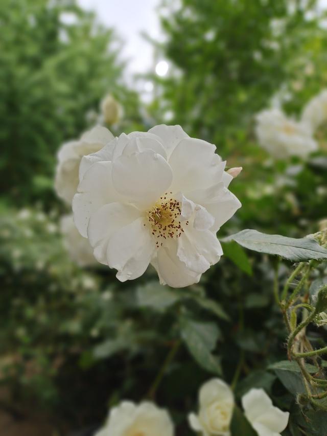 vivos6最新款5g手机评测(vivos6详细参数)