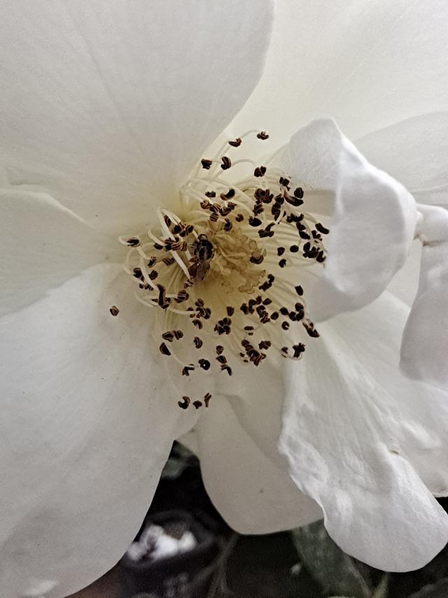 vivos6最新款5g手机评测(vivos6详细参数)