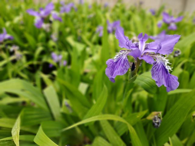 vivos6最新款5g手机评测(vivos6详细参数)