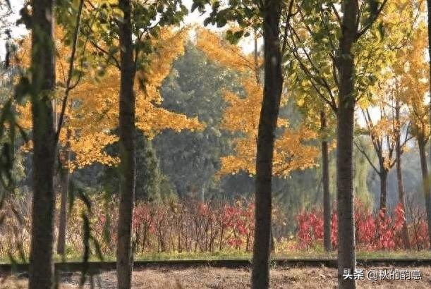 北京将府公园是电子城、酒仙桥、将台地区最大的一处公园绿地