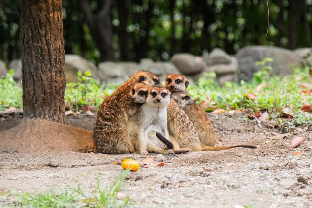 上海十大最好的旅游景点(上海的5A级旅游景点)(9)