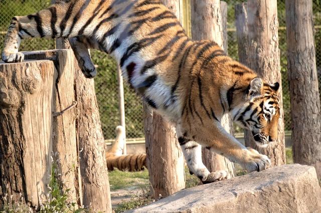 上海十大最好的旅游景点(上海的5A级旅游景点)(8)