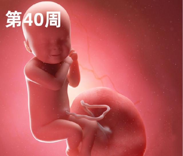 专家讲解胎宝宝发育全过程(一组高清过程图告诉你)(18)
