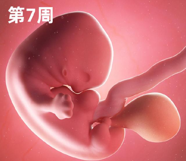 专家讲解胎宝宝发育全过程(一组高清过程图告诉你)(6)