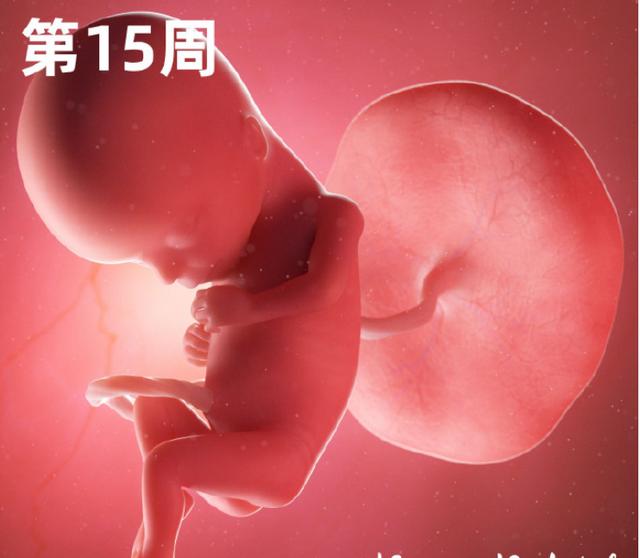 专家讲解胎宝宝发育全过程(一组高清过程图告诉你)(9)