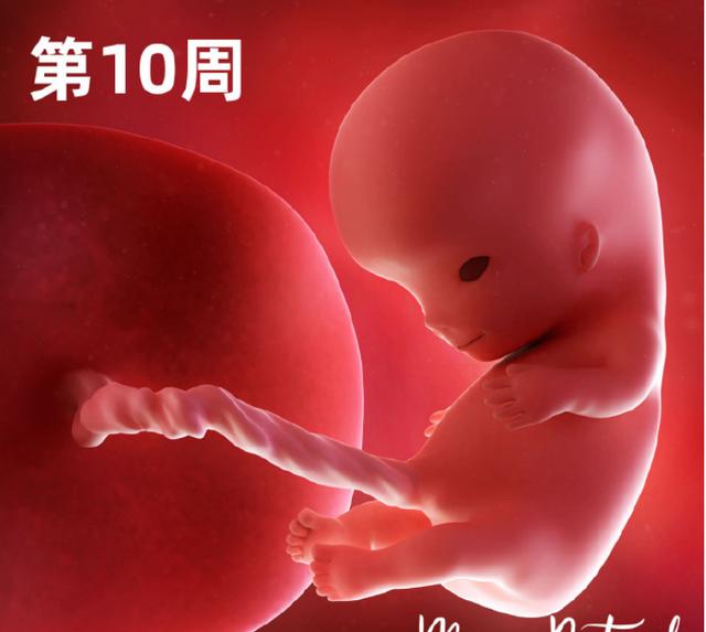 专家讲解胎宝宝发育全过程(一组高清过程图告诉你)(7)