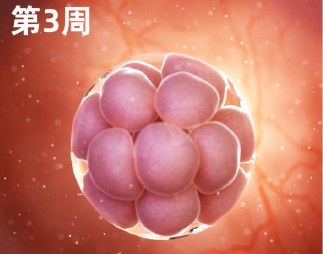 专家讲解胎宝宝发育全过程(一组高清过程图告诉你)(4)