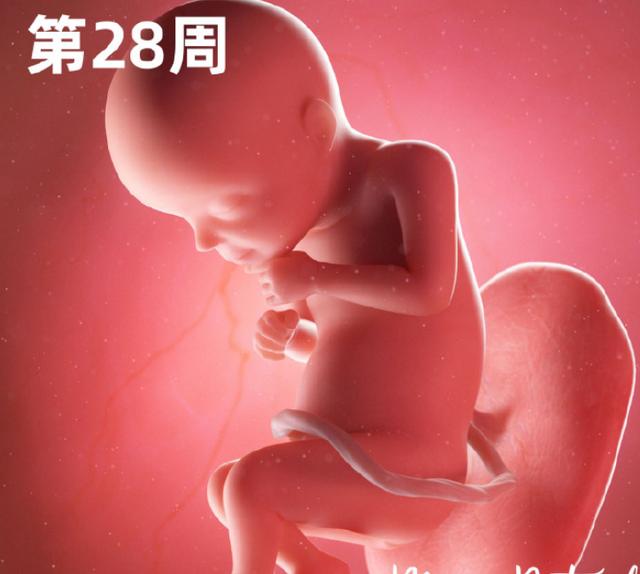 专家讲解胎宝宝发育全过程(一组高清过程图告诉你)(14)