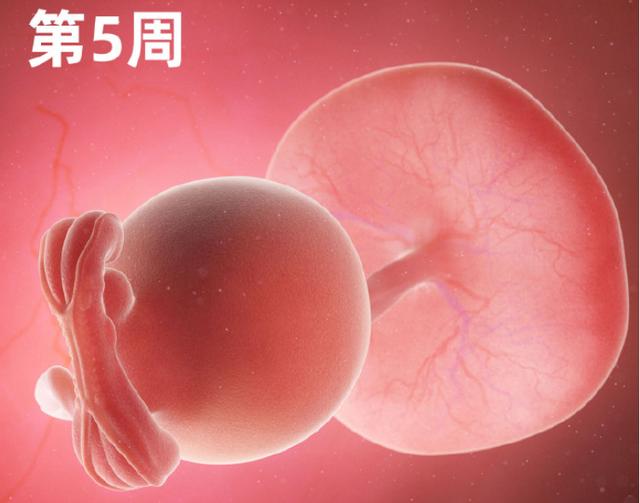 专家讲解胎宝宝发育全过程(一组高清过程图告诉你)(5)