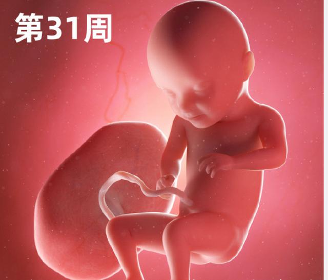 专家讲解胎宝宝发育全过程(一组高清过程图告诉你)(15)