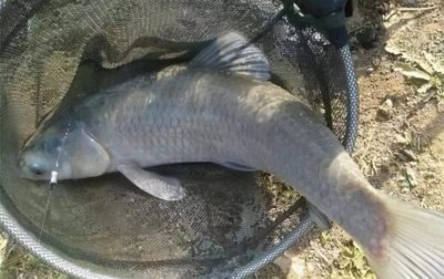 ​钓青鱼用什么饵料最好？（高手推荐）