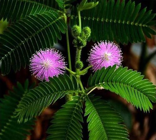 含羞草的外形特征20字