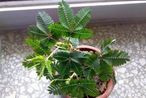 好词描写含羞草的外形特点四字词语