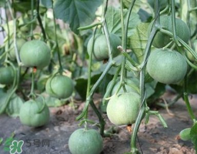 ​六月份可以种甜瓜吗？六月份可以种香瓜吗？