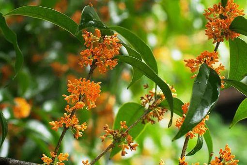 《桂枝香·观木樨有感寄吕郎中》全文及赏析