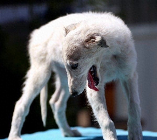 奔跑速度最快专门猎杀野狼的俄罗斯猎狼犬,超威武