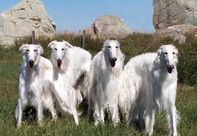 奔跑速度最快专门猎杀野狼的俄罗斯猎狼犬,超威武