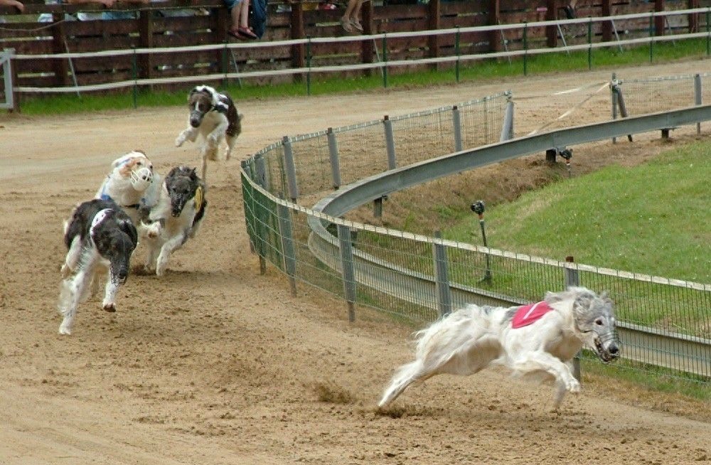 奔跑速度最快专门猎杀野狼的俄罗斯猎狼犬,超威武