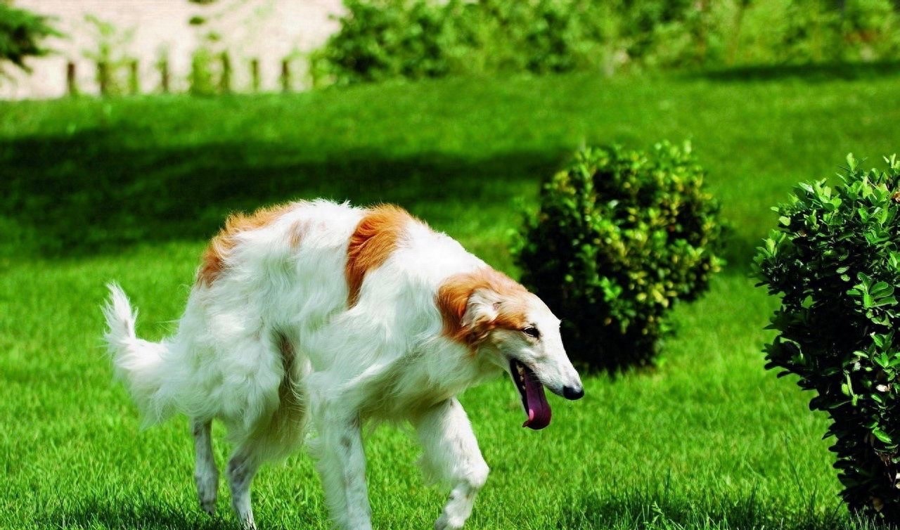奔跑速度最快专门猎杀野狼的俄罗斯猎狼犬,超威武