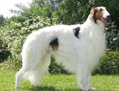 ​奔跑速度最快专门猎杀野狼的俄罗斯猎狼犬，超威武