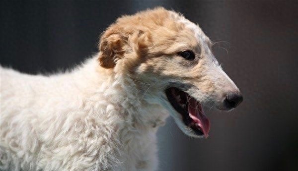 奔跑速度最快专门猎杀野狼的俄罗斯猎狼犬,超威武