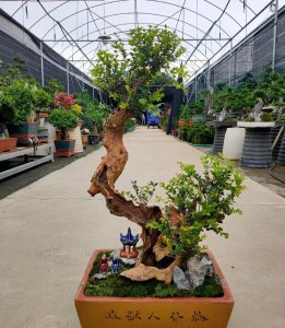 ​赤楠为什么不能久养（家里养小叶赤楠风水上吉利吗）