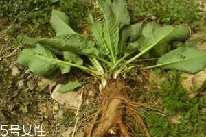 土大黄与大黄的区别 三个方面 土大黄与大黄的区别 三个方面