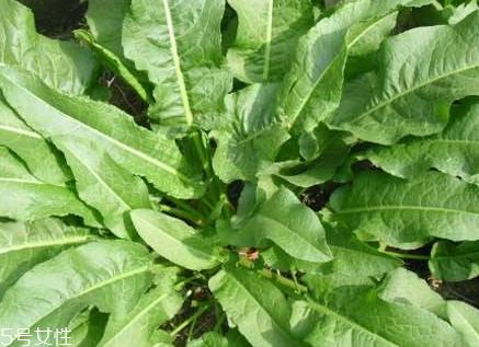 土大黄与大黄的区别 三个方面 土大黄与大黄的区别 三个方面