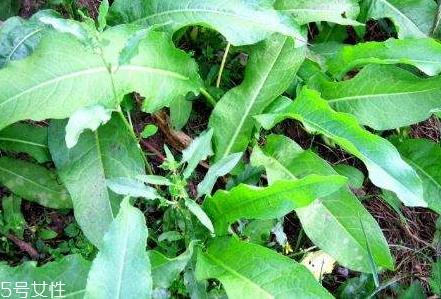 土大黄与大黄的区别 三个方面 土大黄与大黄的区别 三个方面