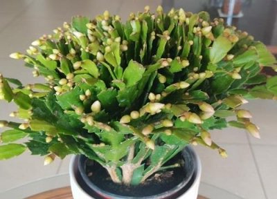 ​蟹爪兰叶子发软怎么办（叶子发软原因及补救方法）