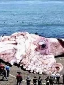 ​海底有什么动物(海洋里有什么生物)