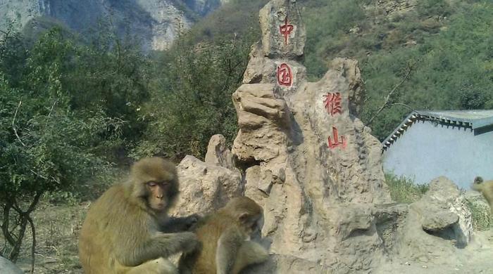 河南这座“猴山”拥有3000只野生猴子，真有一位“齐天大圣”