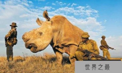 ​世界十大濒危动物排行榜 世界上即将灭绝的动物