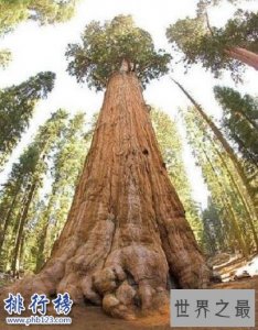 ​世界上最大的树：雪曼将军树高83.8，周长31米(总重量2800吨)
